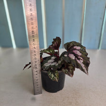 Load image into Gallery viewer, #P91 Begonia Unknown