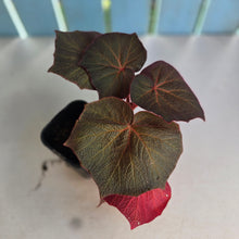 Load image into Gallery viewer, #G33 Begonia Yorkes Delight