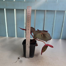 Load image into Gallery viewer, #G33 Begonia Yorkes Delight