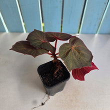 Load image into Gallery viewer, #G33 Begonia Yorkes Delight