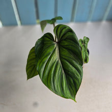 Load image into Gallery viewer, #239 Philodendron Plowmanii