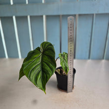 Load image into Gallery viewer, #239 Philodendron Plowmanii