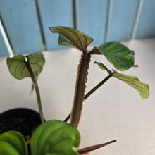 Load image into Gallery viewer, #239 Philodendron Plowmanii