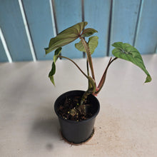 Load image into Gallery viewer, #239 Philodendron Plowmanii