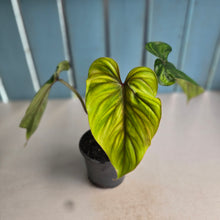 Load image into Gallery viewer, #P93 Philodendron Plowmanii