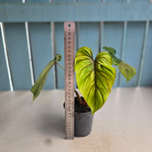 Load image into Gallery viewer, #P93 Philodendron Plowmanii
