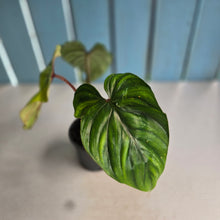 Load image into Gallery viewer, #P93 Philodendron Plowmanii