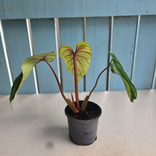 Load image into Gallery viewer, #P93 Philodendron Plowmanii