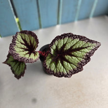 Load image into Gallery viewer, #E8 Begonia Fireworks