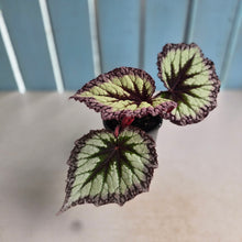 Load image into Gallery viewer, #E8 Begonia Fireworks