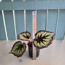 Load image into Gallery viewer, #E8 Begonia Fireworks