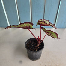 Load image into Gallery viewer, #E8 Begonia Fireworks