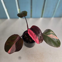 Load image into Gallery viewer, #H16 Philodendron Pink Princess