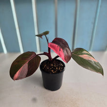 Load image into Gallery viewer, #H16 Philodendron Pink Princess