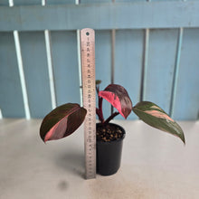 Load image into Gallery viewer, #H16 Philodendron Pink Princess