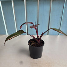 Load image into Gallery viewer, #H16 Philodendron Pink Princess