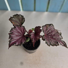 Load image into Gallery viewer, #B82 Begonia Unknown