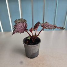 Load image into Gallery viewer, #B82 Begonia Unknown