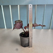 Load image into Gallery viewer, #B82 Begonia Unknown