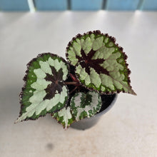 Load image into Gallery viewer, #G3 Begonia Havilah