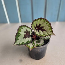 Load image into Gallery viewer, #G3 Begonia Havilah