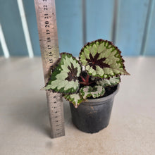 Load image into Gallery viewer, #G3 Begonia Havilah