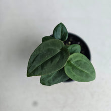 Load image into Gallery viewer, #RD50 Three x Anthurium (Magnificum x Papillilaminum) x