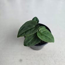 Load image into Gallery viewer, #RD50 Three x Anthurium (Magnificum x Papillilaminum) x