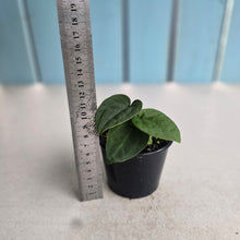 Load image into Gallery viewer, #RD50 Three x Anthurium (Magnificum x Papillilaminum) x