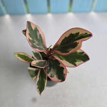 Load image into Gallery viewer, #R8 Peperomia Jelly