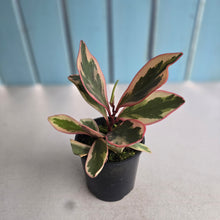 Load image into Gallery viewer, #R8 Peperomia Jelly