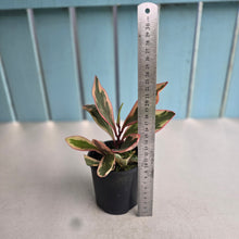Load image into Gallery viewer, #R8 Peperomia Jelly