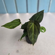 Load image into Gallery viewer, #RB24 Two x Anthurium Dark NOID x