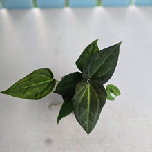 Load image into Gallery viewer, #RB24 Two x Anthurium Dark NOID x