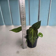 Load image into Gallery viewer, #RB24 Two x Anthurium Dark NOID x