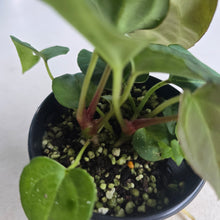 Load image into Gallery viewer, #RB24 Two x Anthurium Dark NOID x