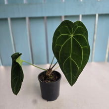Load image into Gallery viewer, #RD1 Anthurium Forgetii x