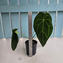 Load image into Gallery viewer, #RD1 Anthurium Forgetii x