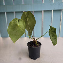 Load image into Gallery viewer, #RD1 Anthurium Forgetii x