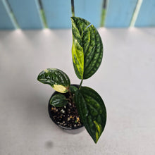 Load image into Gallery viewer, #RD35 Variegated Monstera Peru