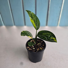 Load image into Gallery viewer, #RD35 Variegated Monstera Peru