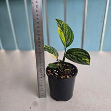 Load image into Gallery viewer, #RD35 Variegated Monstera Peru