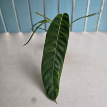 Load image into Gallery viewer, #RA19 Philodendron Patriciae