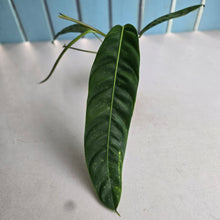 Load image into Gallery viewer, #RA19 Philodendron Patriciae