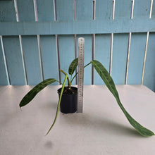 Load image into Gallery viewer, #RA19 Philodendron Patriciae