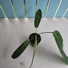Load image into Gallery viewer, #RA19 Philodendron Patriciae