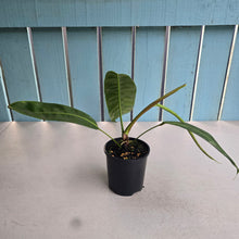Load image into Gallery viewer, #RA19 Philodendron Patriciae