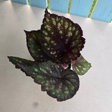 Load image into Gallery viewer, #RD31 Begonia Unknown