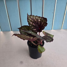 Load image into Gallery viewer, #RD31 Begonia Unknown