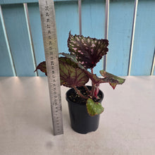 Load image into Gallery viewer, #RD31 Begonia Unknown